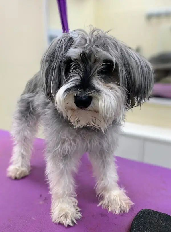 A schnauzer mix sitting on the purple grooming table after a full groom