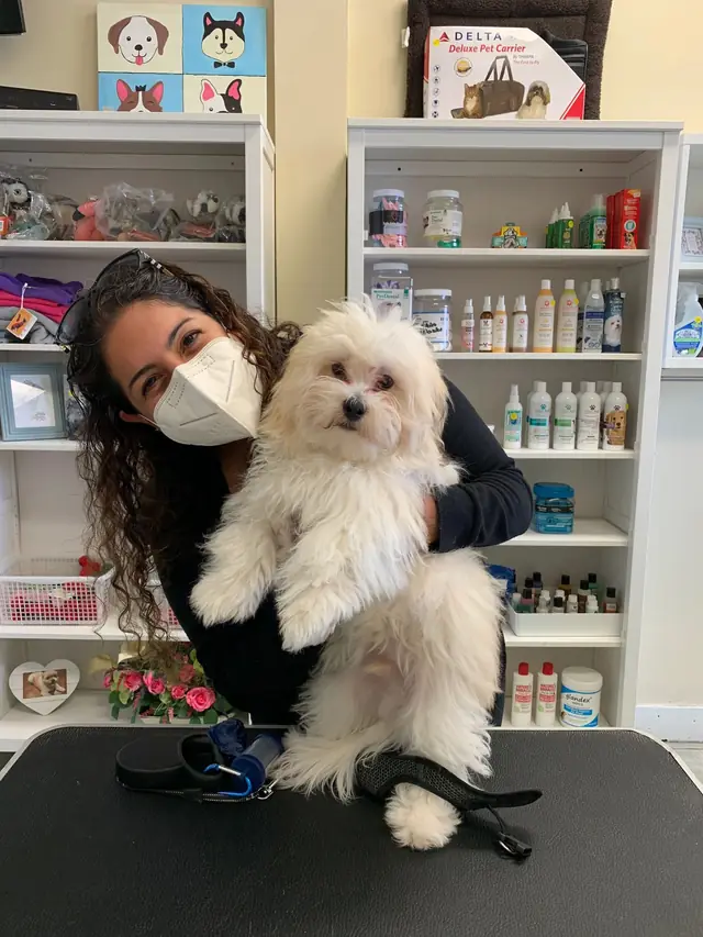 A member of the Marie’s team in a mask holding a small white Maltese in front of the retail shelves