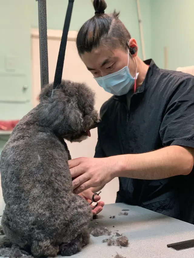 A groomer in a face mask scissoring the coat of a grey poodle on the grooming table