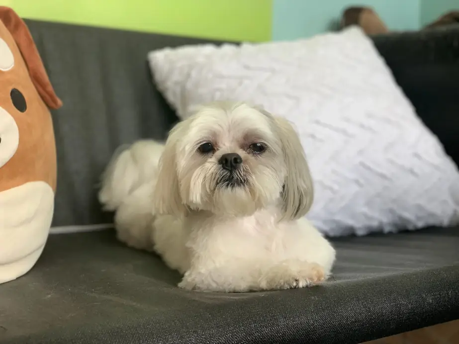A freshly bathed shih tzu resting on a white cushion