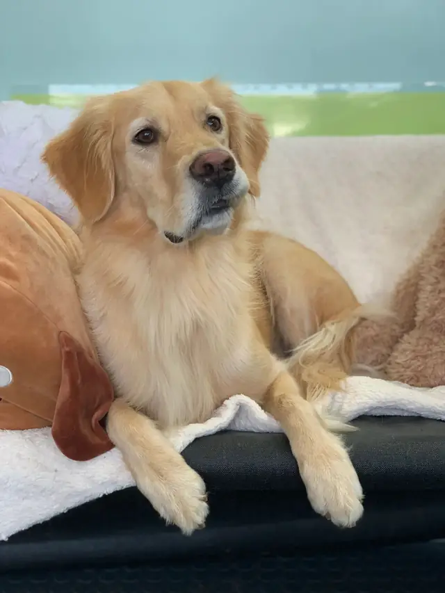 A golden retriever with a brushed, dried coat posing in the shop