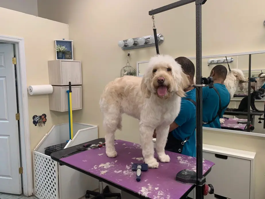 Inside Marie's Pet Grooming: a doodle standing on the purple grooming table with a groomer in teal scrubs behind