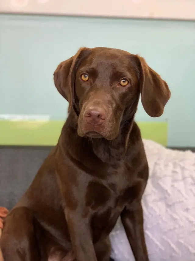 A chocolate Labrador with a clean, smooth coat standing on the grooming table after a bath
