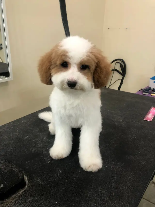 A cavachon-type puppy with a fresh haircut sitting on the grooming table