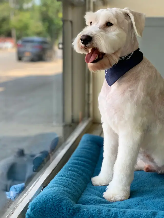 A schnauzer mix in a navy bandana sitting by the shop window