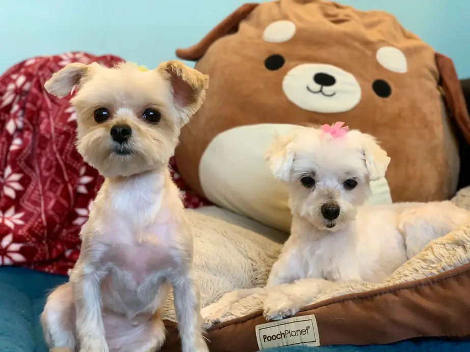 Two small dogs resting on cushions beside a plush toy at the salon