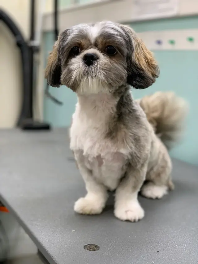 A shih tzu with a fresh haircut standing on the grooming table