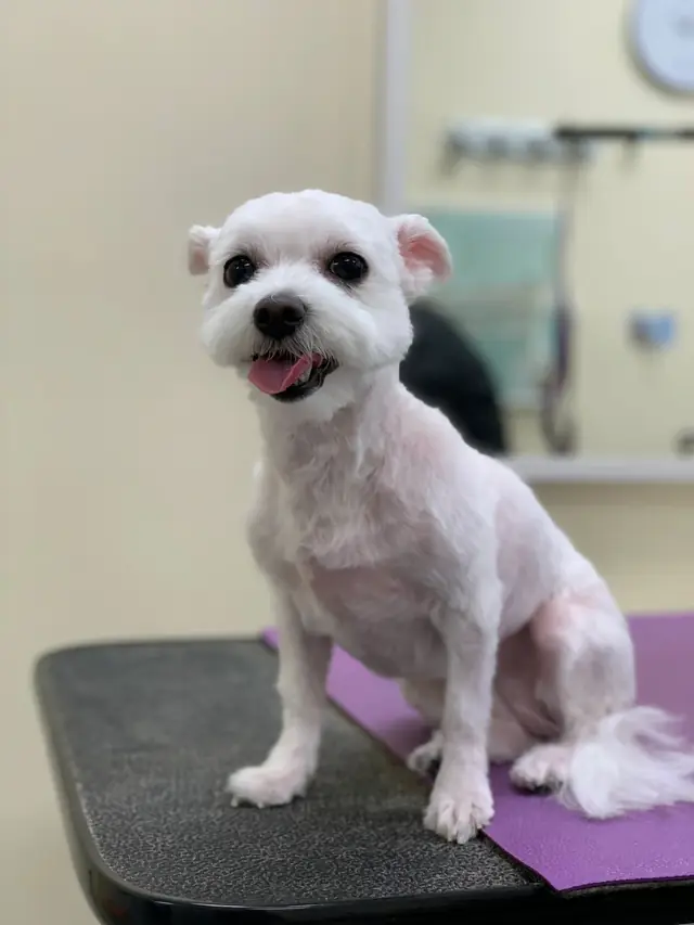 A small white Maltese mix sitting on the grooming table