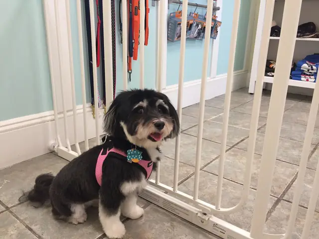 The shop's retail wall: leashes and harnesses hanging on the aqua wall, a small dog waiting behind the gate